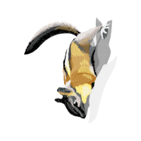 Emperor Penguin Animals