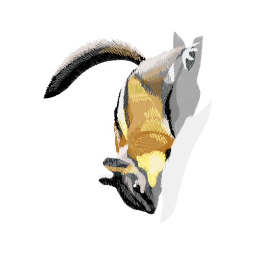 Emperor Penguin Animals Emperor Penguin Animals