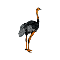 Emu Animals Emu Animals