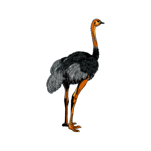 Emu Animals Emu Animals