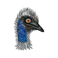 Emu Animals Emu Animals