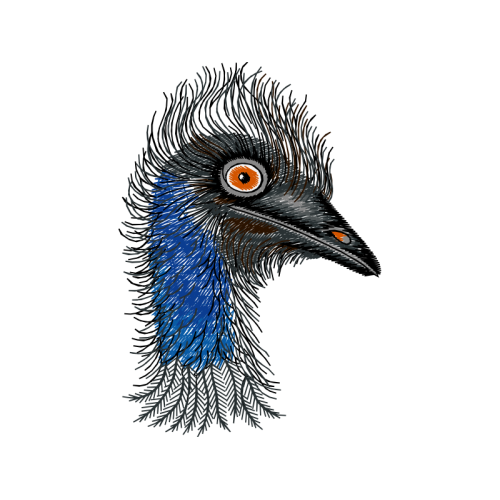 Emu Animals Emu Animals