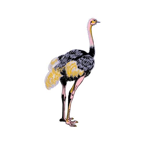 Emu Animals Emu Animals