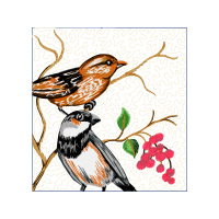 European Robin Animals European Robin Animals