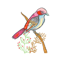 European Robin Animals European Robin Animals