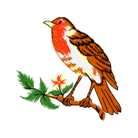 European Robin Animals European Robin Animals