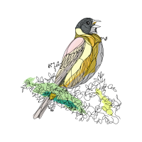 Evening Grosbeak Animals Evening Grosbeak Animals