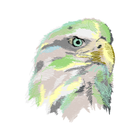 Falconiformes Animals Falconiformes Animals