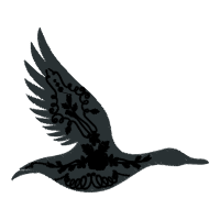 Falconiformes Animals Falconiformes Animals