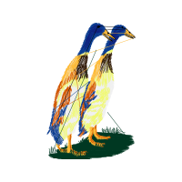 Falconiformes Animals Falconiformes Animals