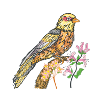 Falconiformes Animals Falconiformes Animals