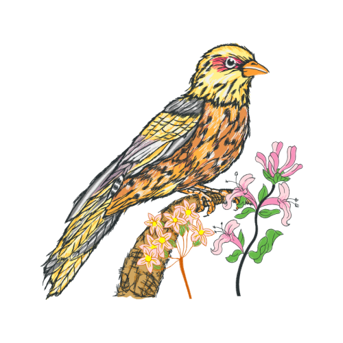 Falconiformes Animals Falconiformes Animals