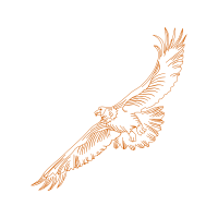 Falconiformes Animals Falconiformes Animals