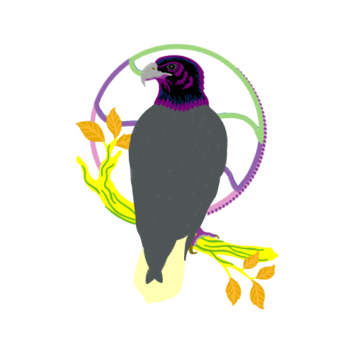 Falconiformes Animals Falconiformes Animals