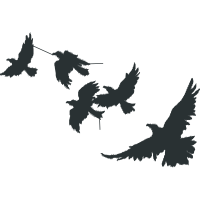 Falconiformes Animals Falconiformes Animals