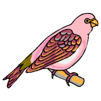 Falconiformes Animals Falconiformes Animals