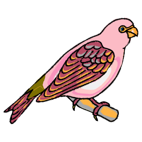 Falconiformes Animals Falconiformes Animals