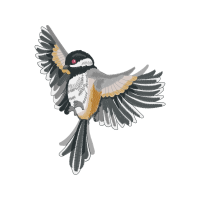 Falconiformes Animals Falconiformes Animals