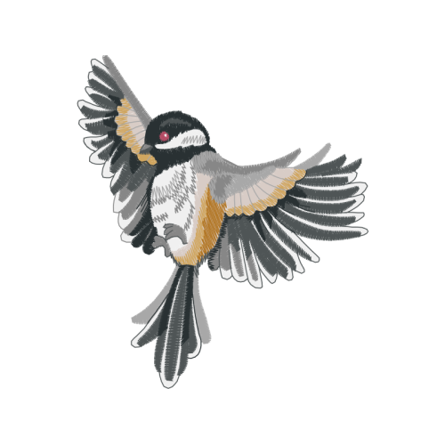 Falconiformes Animals Falconiformes Animals