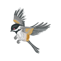 Falconiformes Animals Falconiformes Animals