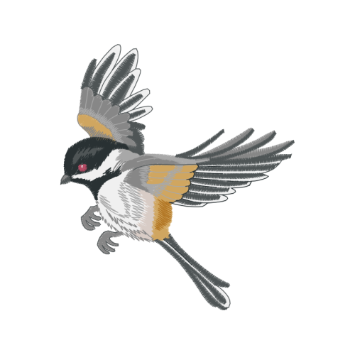 Falconiformes Animals Falconiformes Animals