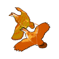 Falconiformes Animals Falconiformes Animals