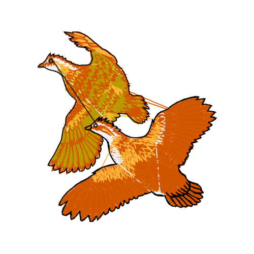 Falconiformes Animals Falconiformes Animals