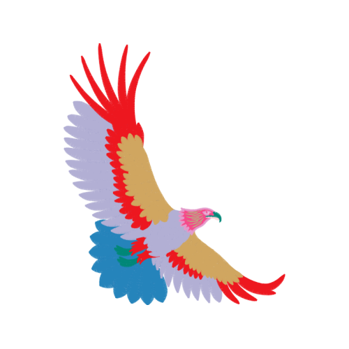 Falconiformes Animals Falconiformes Animals