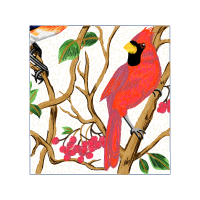 Falconiformes Animals Falconiformes Animals