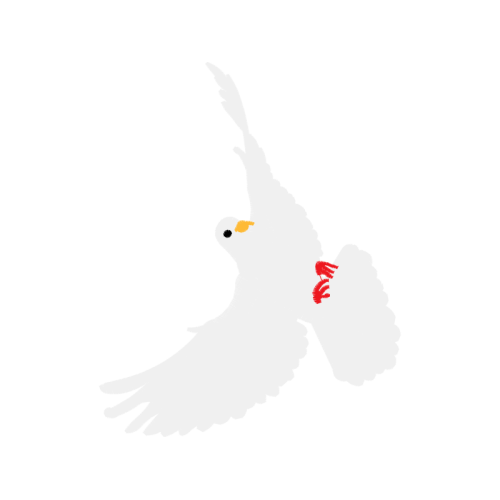 Falconiformes Animals Falconiformes Animals