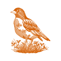 Finches Animals Finches Animals