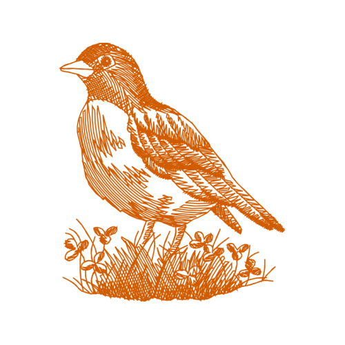 Finches Animals Finches Animals