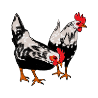 Fowl Animals Fowl Animals