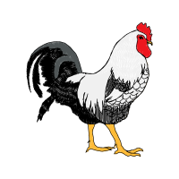 Fowl Animals Fowl Animals