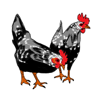 Fowl Animals Fowl Animals