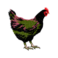 Fowl Animals Fowl Animals