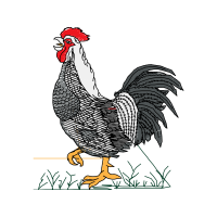 Fowl Animals Fowl Animals