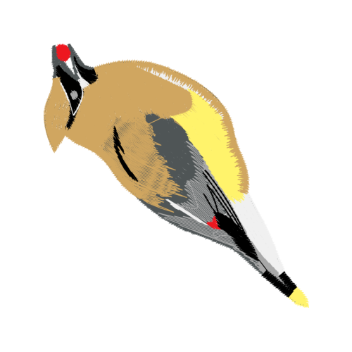 Fowl Animals Fowl Animals