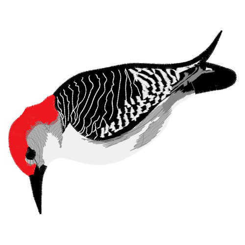 Fowl Animals Fowl Animals