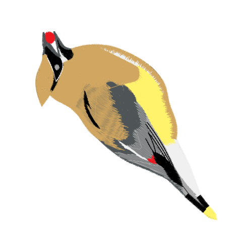 Fowl Animals Fowl Animals