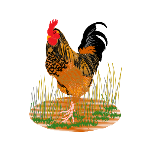 Fowl Animals Fowl Animals