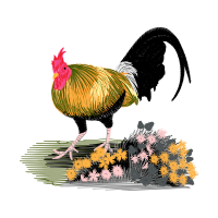 Fowl Animals Fowl Animals