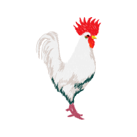 Fowl Animals Fowl Animals