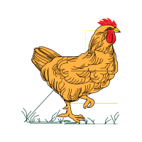 Fowl Animals Fowl Animals