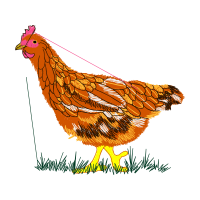 Fowl Animals Fowl Animals