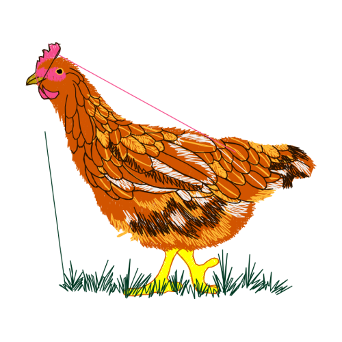 Fowl Animals Fowl Animals