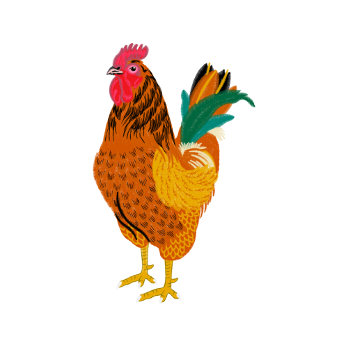 Fowl Animals Fowl Animals