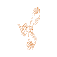 Graphic Animals Graphic Animals