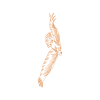 Graphic Animals Graphic Animals