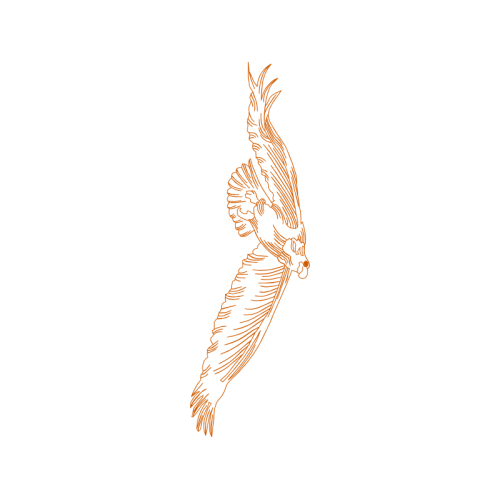 Graphic Animals Graphic Animals